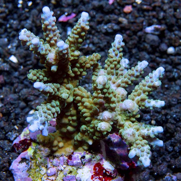 Acropora parilis